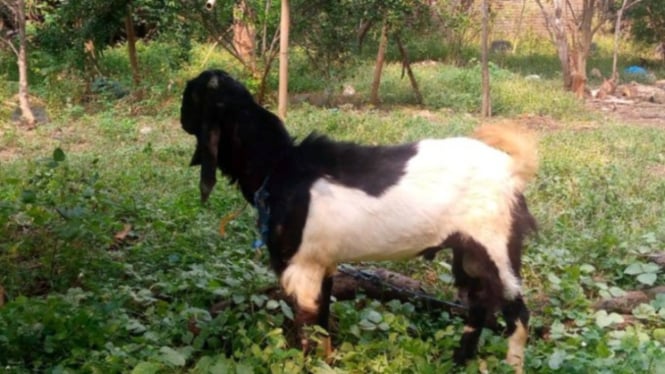 Kambing
