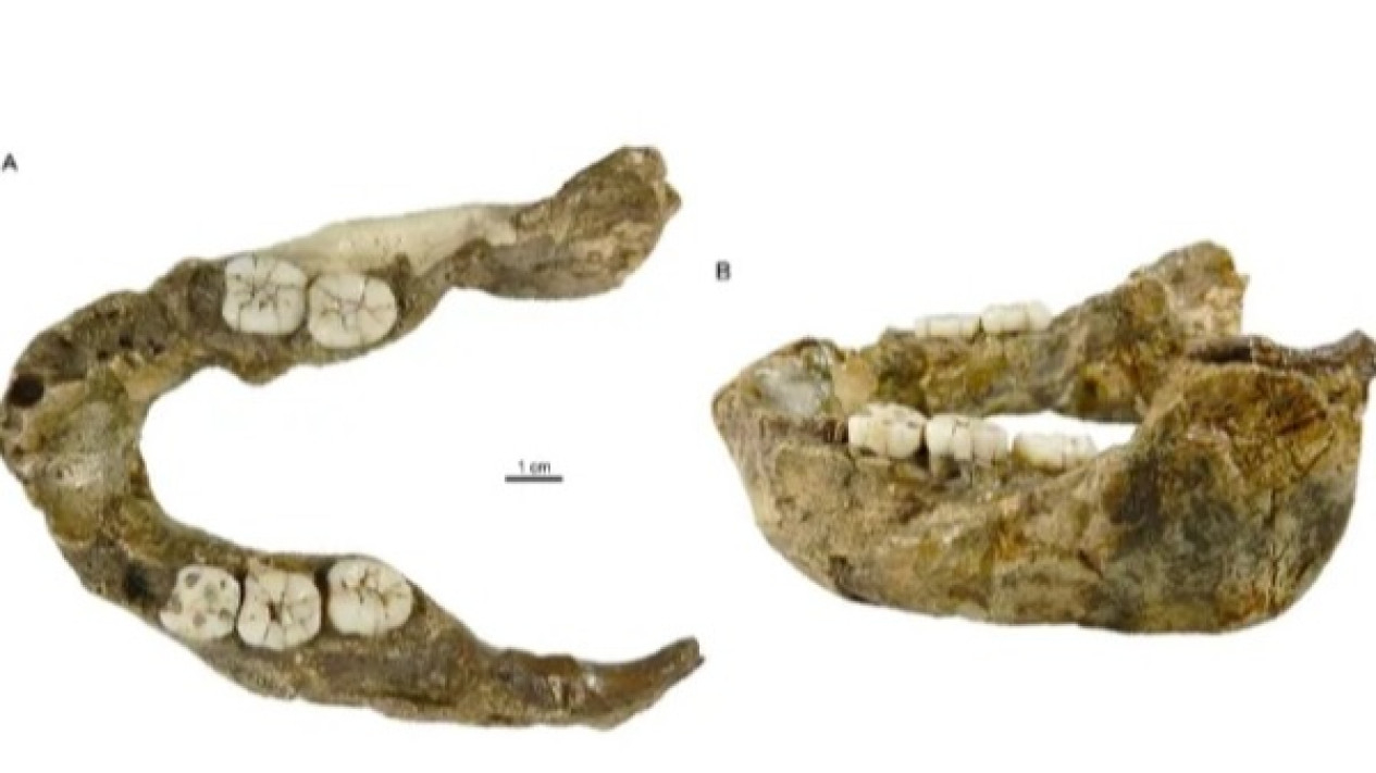 Rahang Spesies Baru, Paranthropus capensis