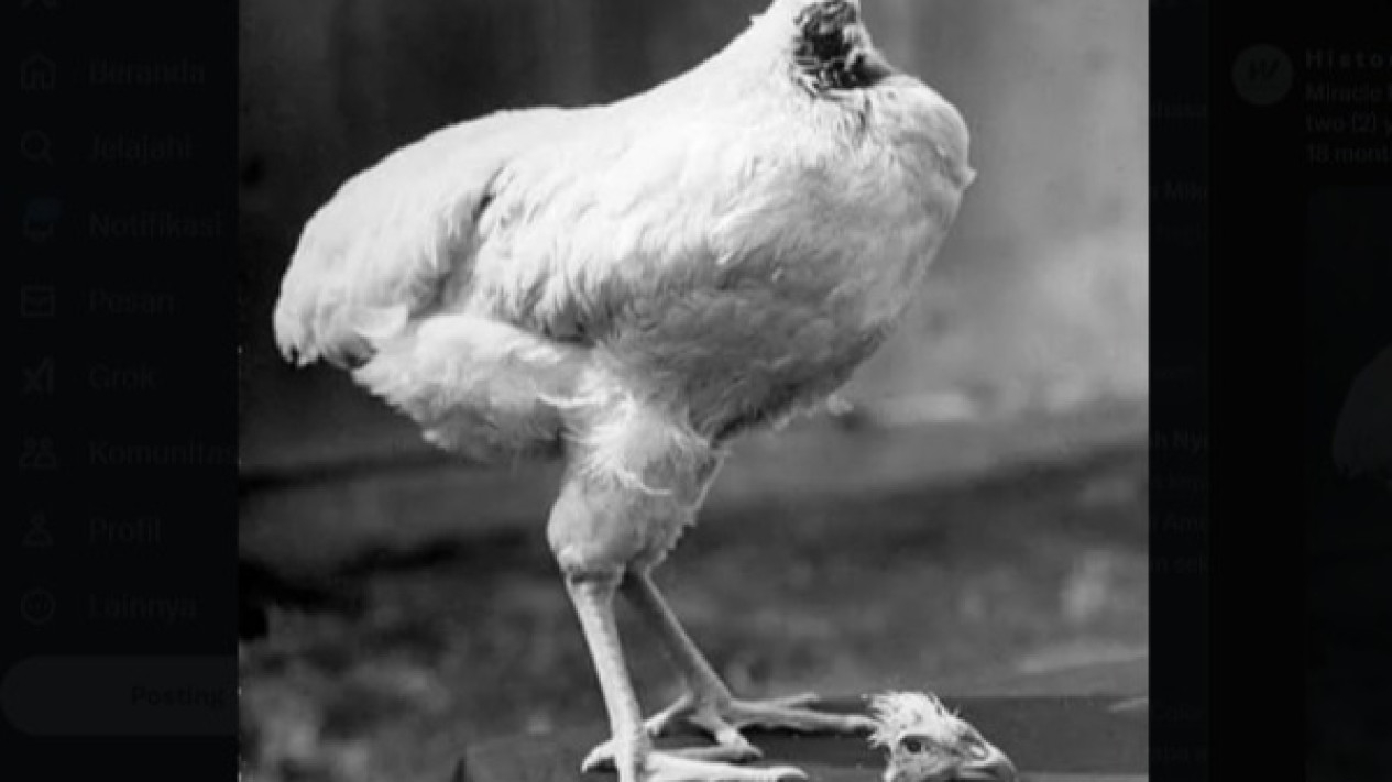 Ayam Hidup Tanpa Kepala