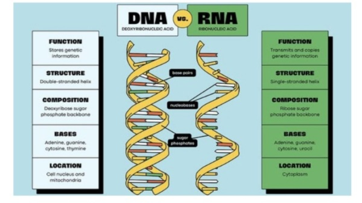 DNA RNA