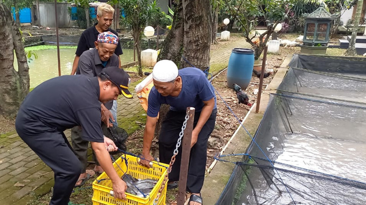 Budi Daya Ikan Lele oleh Rojali