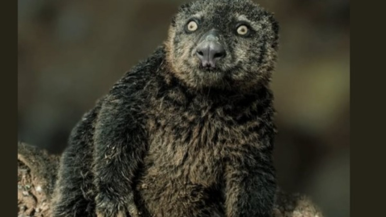 Kuskus Beruang Sulawesi