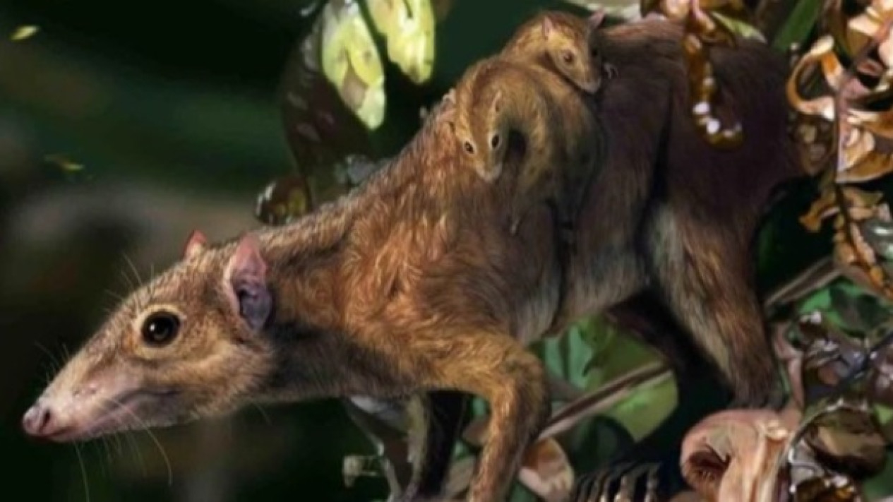 Dryolestes, Kerabat Therian dari Zaman Kapur pada Akhir Jura.