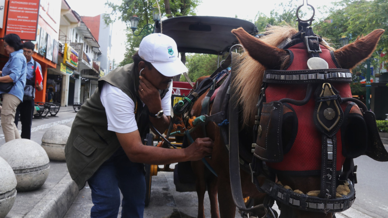 Pemeriksaan Kuda di Malioboro, Yogyakarta