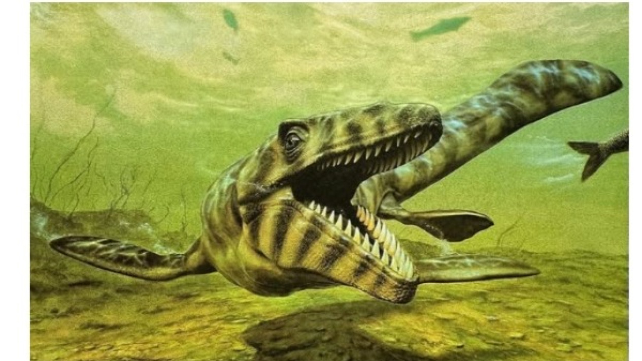 Mosasaurus hoffmanni