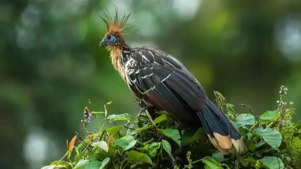 Hoatzin