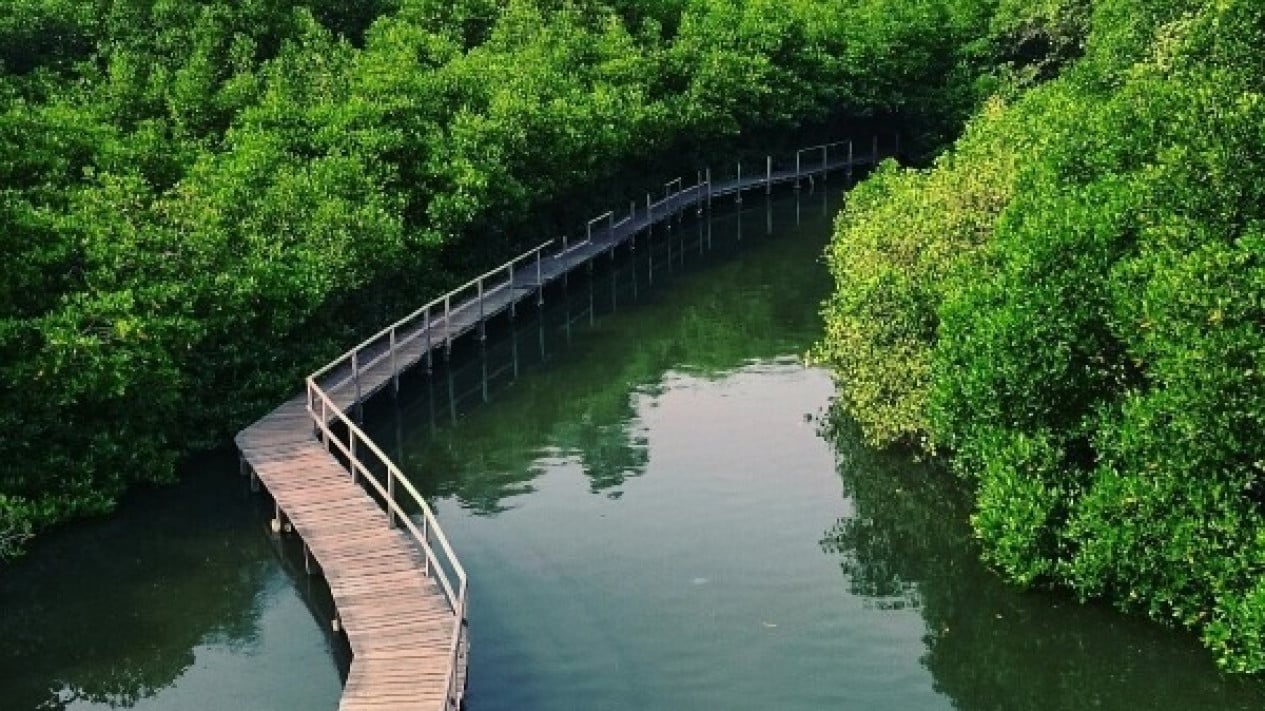 Pantai Mangrove Bali