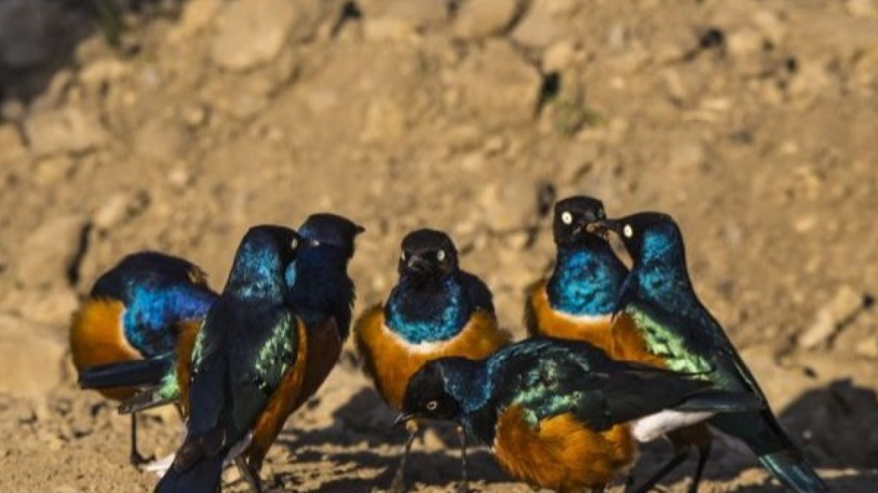 Sekelompok Burung Jalak