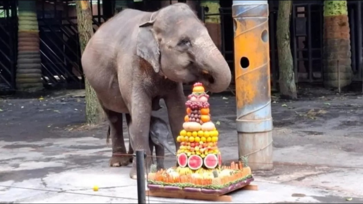 Bayi Gajah