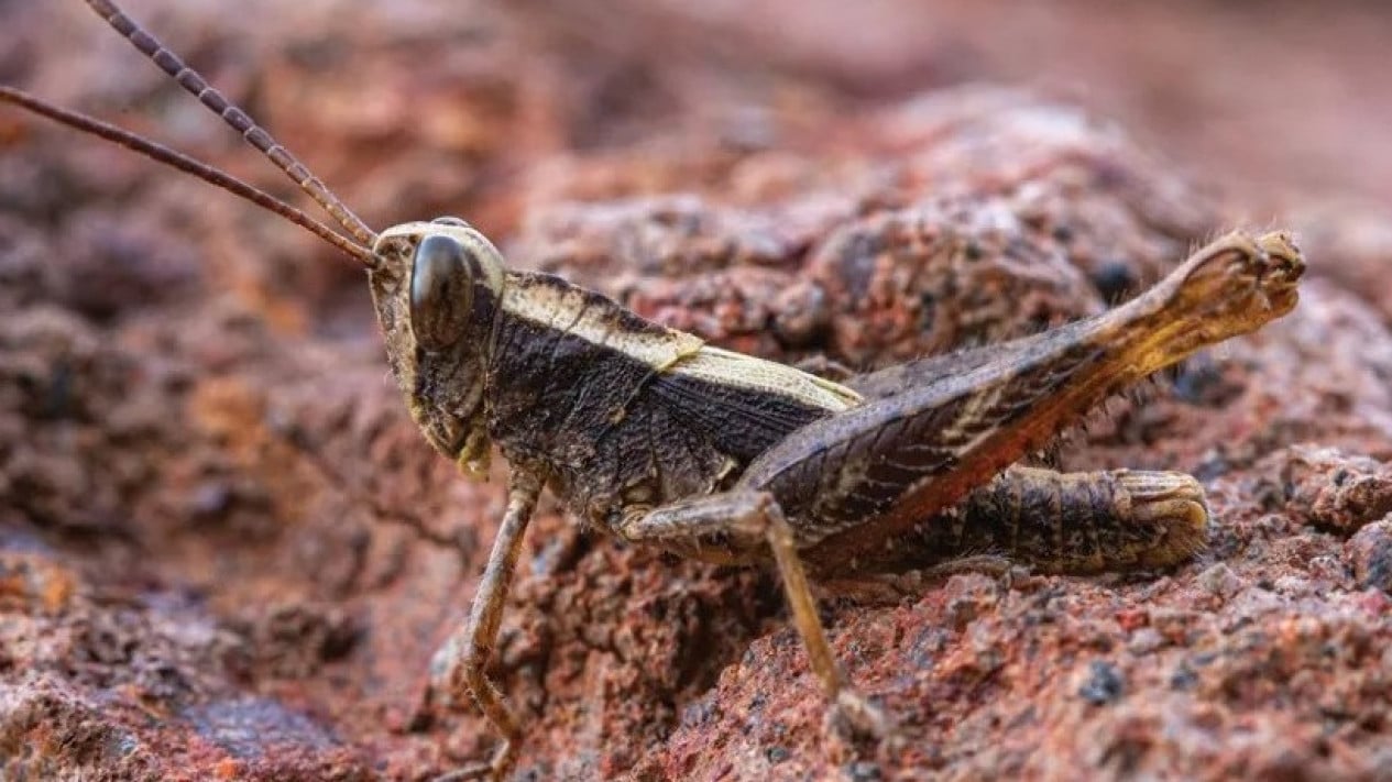 Belalang Monte Gordo, Eyprepocprifas insularis