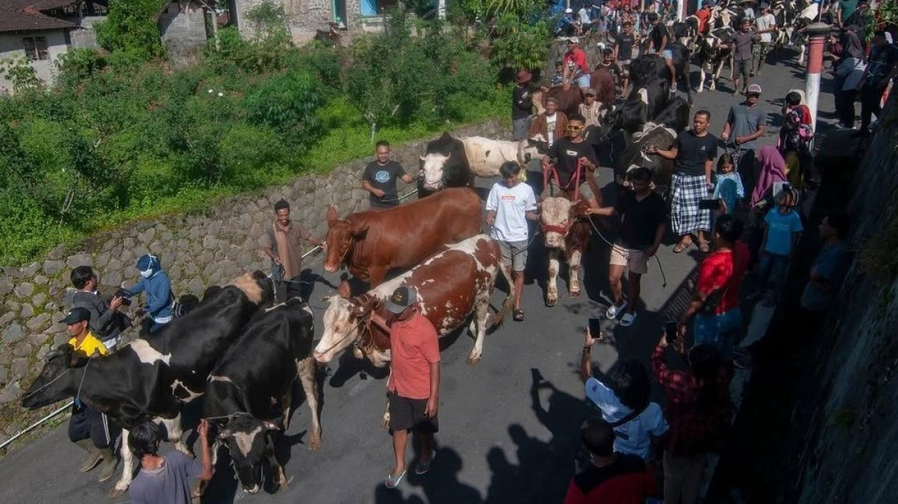 Ilustrasi arak-arakan sapi