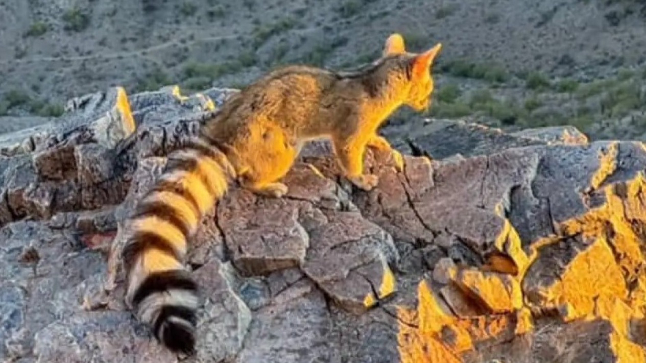 Kucing Ekor Cincin (Ringtail) yang Memesona