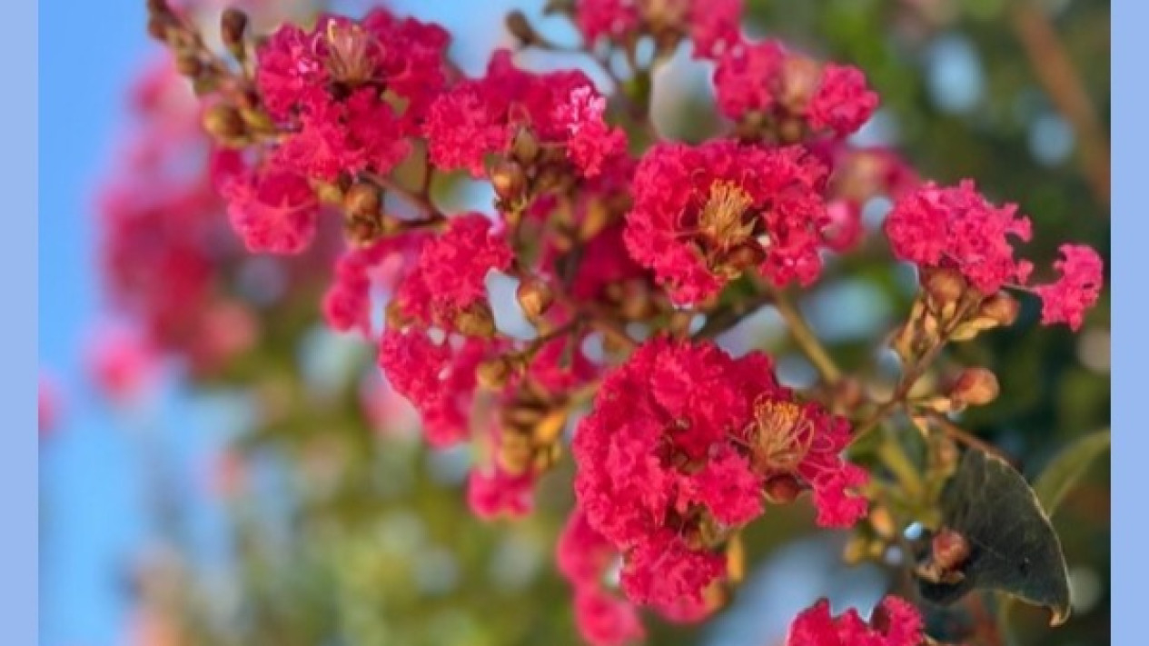 Crape Myrtle