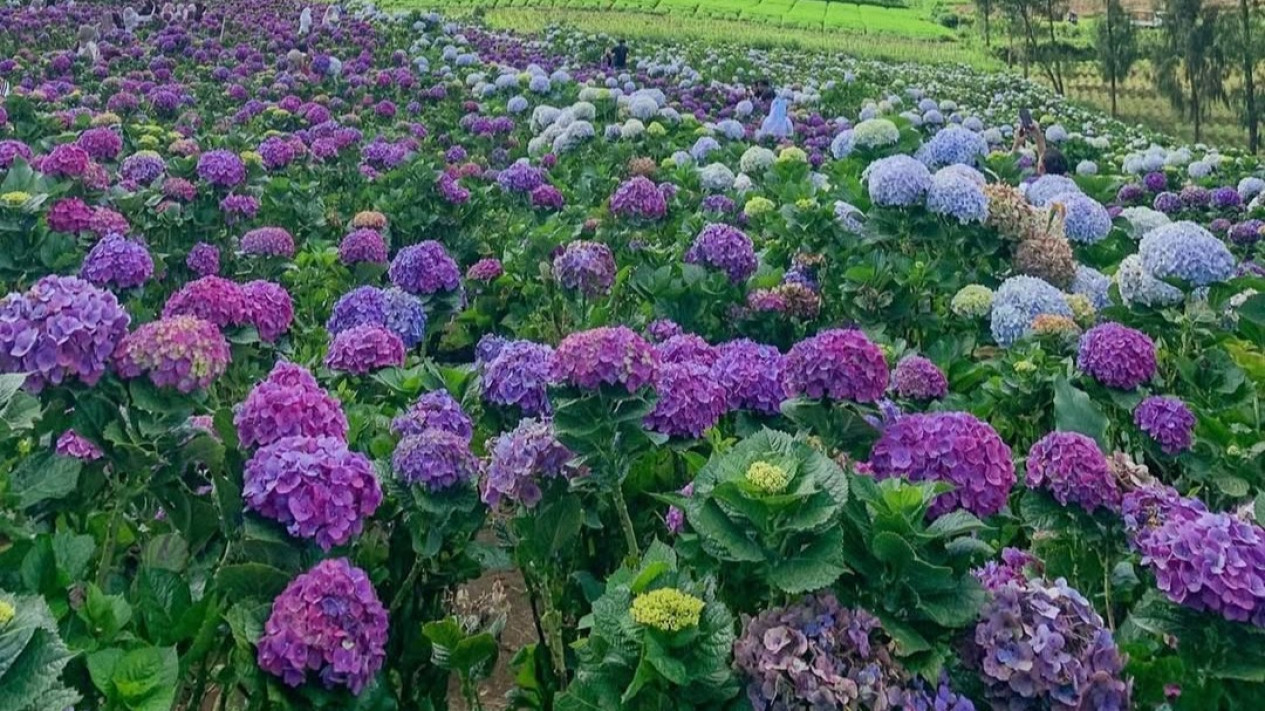 Kebun Bunga Hortensia