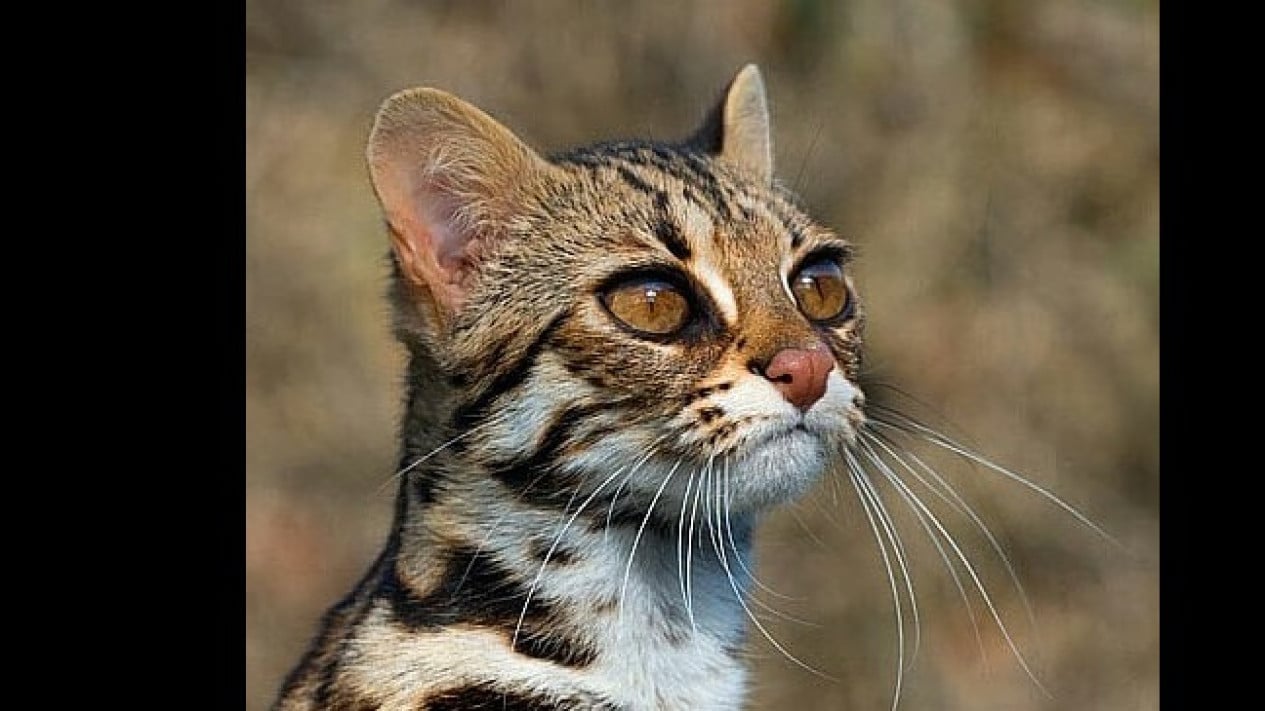 Foto Kucing Kuwuk Kembali ke Alam: Pelepasliaran di Gunung Raung dan ...