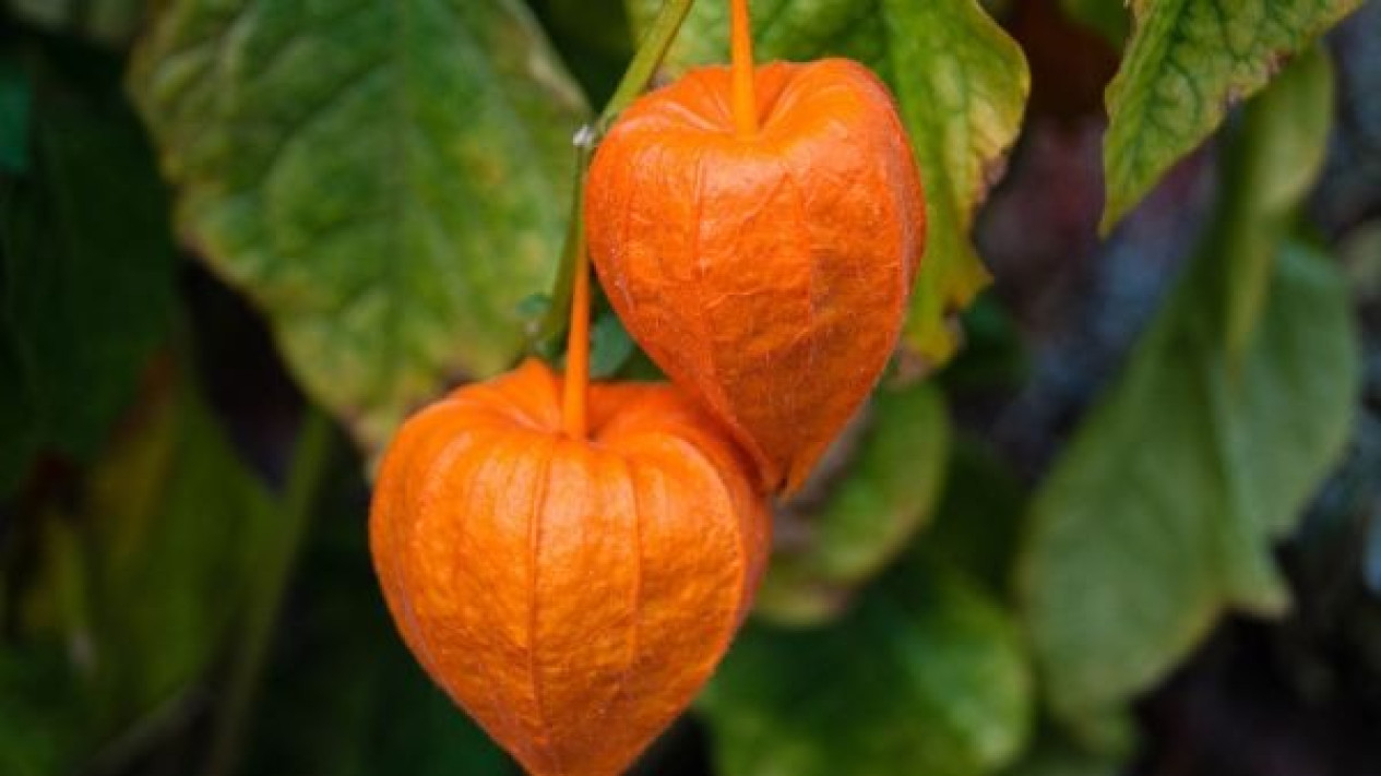 Chinese lantern atau Ciplukan