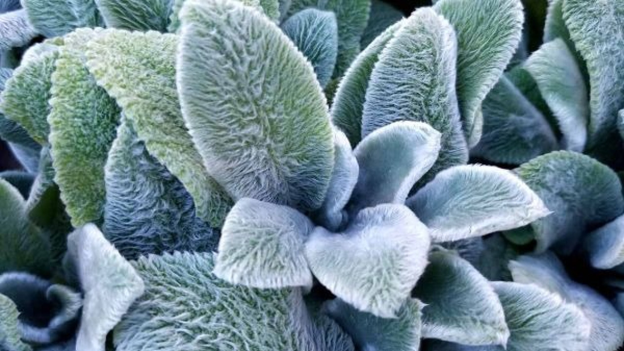 Lamb's Ear
