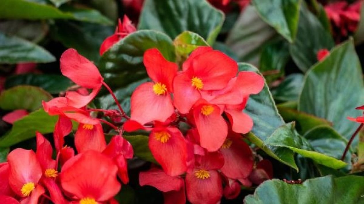 Begonia