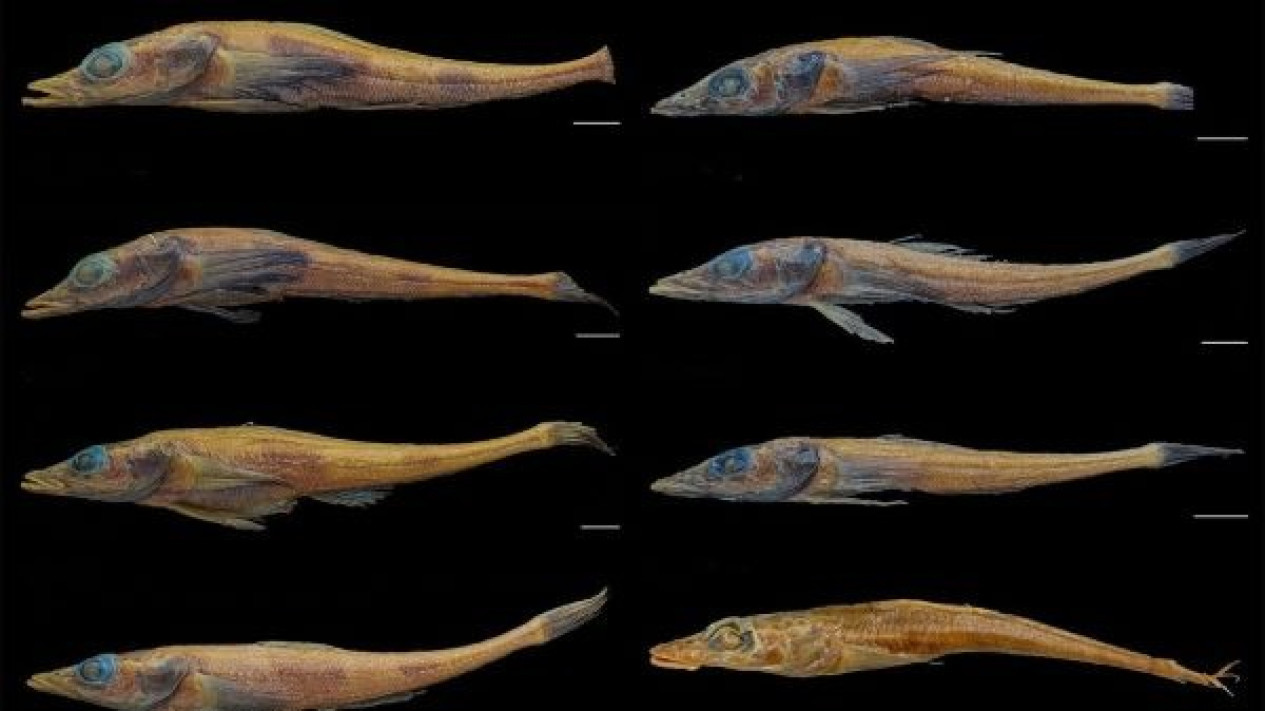 Ikan Naga (Akarotaxis gouldae)