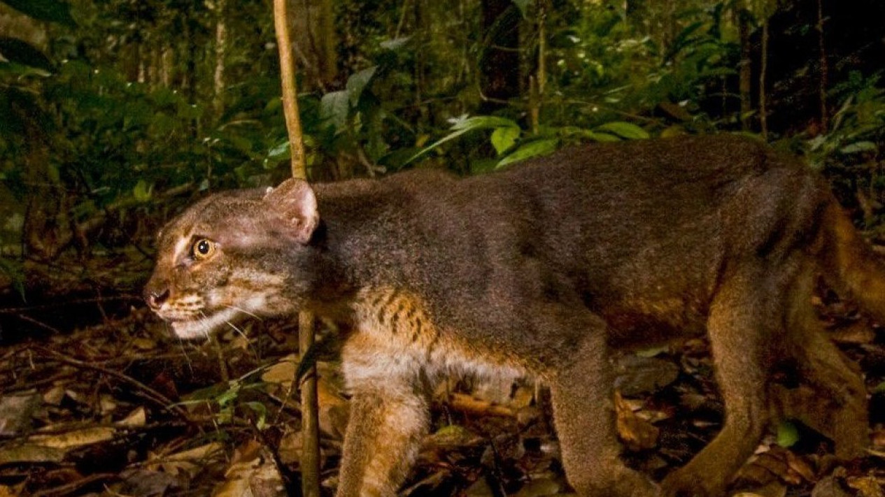 Kucing Merah Kalimantan