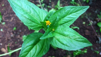 Photo Mini 3