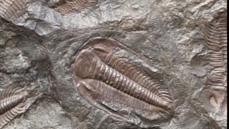 Fosil Trilobita