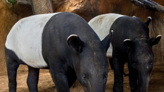 Tapir Malayan Tapir Malayan