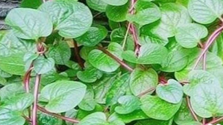 Photo Mini 2