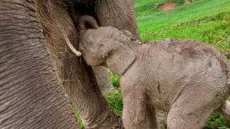 Bayi gajah Bayi gajah