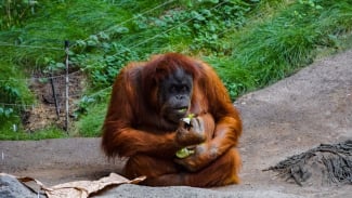 Orangutan Orangutan