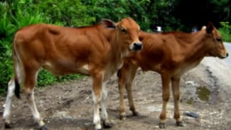 Sapi Jabres Brebes Sapi Jabres Brebes