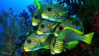 Sekelompok ikan cantik Sekelompok ikan cantik