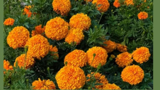 Bunga Marigold selain Indah Dipandang, juga Membantu Mengusir Hama Kebun