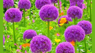 Allium Allium