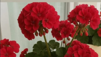 Geranium Geranium
