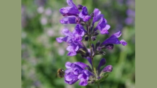Catmint Catmint