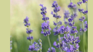 Lavender Lavender