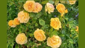 Mawar Varietas Absolutely Fabulous Mawar Varietas Absolutely Fabulous