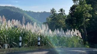 Area Ekowisata Sungai Mudal Area Ekowisata Sungai Mudal