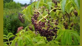 European Elderberry European Elderberry