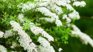 Spirea Spirea