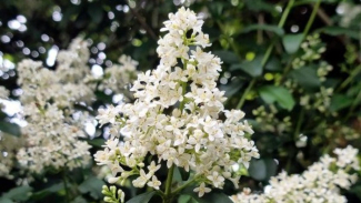Privet