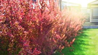 Barberry