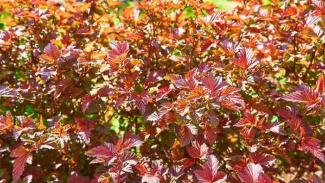 Ninebark