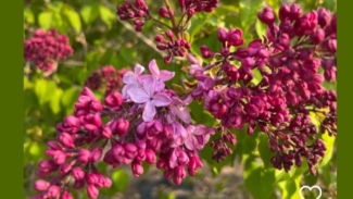 Lilac