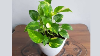 Photo Mini 3