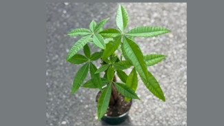 Photo Mini 7