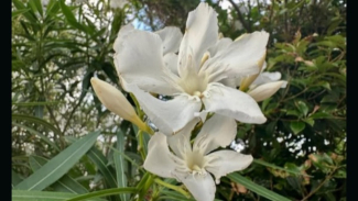 Oleander