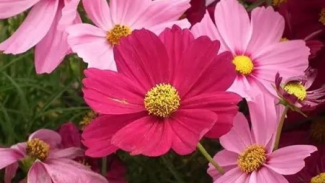 Cosmos Cosmos
