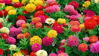 Zinnias Zinnias